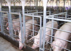 Ставропольское агропредприятие заплатит за ущерб природе сумму, равную стоимости двух Кавминводских велотерренкуров