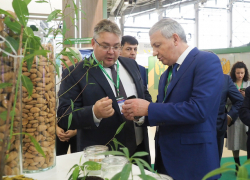 Ставропольский хлопок без Алишера Усманова, но с миндалем и клубникой