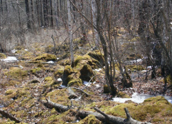 В "Русском лесу" Ставрополя снова нашли труп повешенного