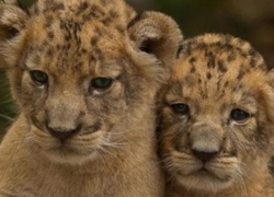 Две маленькие львицы родились в зоопарке парка Победы в Ставрополе