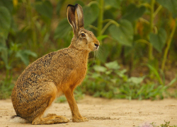 Охотившихся на зайцев браконьеров задержали на Ставрополье