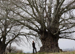 Осина возрастом около 200 лет растет на Ставрополье
