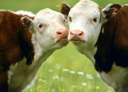 В Буденновске мошенник сбагрил чужих коров за 1,5 млн рублей