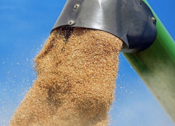 Ячмень и кукурузу в Индию, Китай и Шри-Ланку будет экспортировать Ставрополье