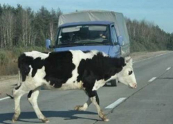 На Ставрополье спасатели устранили последствия ДТП, которое спровоцировала корова