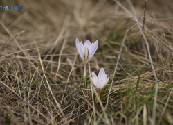 Весна идет, весне дорогу: до +13 градусов ожидается на Ставрополье в начале рабочей недели