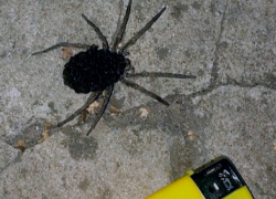 Жуткий паук с детёнышами возле гипермаркета напугал жителей Ставрополя