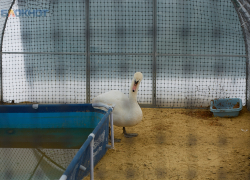 Спасающий птиц после экокатастрофы на Черном море ставропольский центр получит деньги от государства