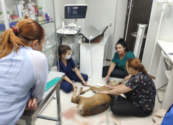 В Ставрополе сбитый олененок с боем попал в ветклинику