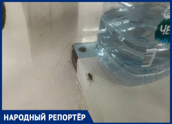 Тараканы оккупировали кардиологию больницы Кисловодска и шокировали пациентов