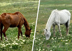Россельхознадзор нашел многочисленные нарушения после гибели лошадей на конном заводе на Ставрополье