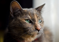 В Ставрополе кот-путешественник застрял в моторе автомобиля