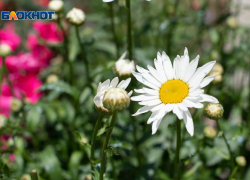 Жаркий 30-градусный день без дождей прогнозируется на Ставрополье 25 июня