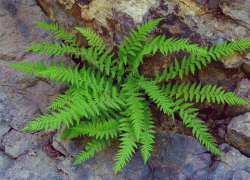 Уникальный папоротник Ставрополья на грани исчезновения