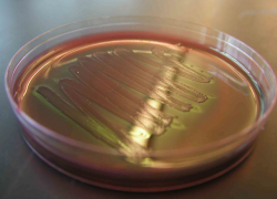 В Пятигорске нашли кишечную палочку во многих продуктах питания