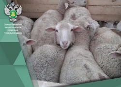 Более 60 овец без ветеринарных документов могли попасть на Ставрополье