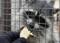 «На защиту животных»: в двух зоопарках и террариуме в Ставрополе нашли нарушения 
