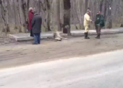 Косуля попала под колеса автомобиля около Ставрополя