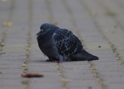 Совсем не зимнее тепло пригреет ставропольцев в начале февраля