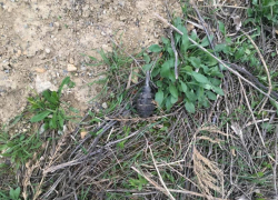 На Ставрополье сотрудник Росгвардии оцепил территорию вокруг боеприпаса 