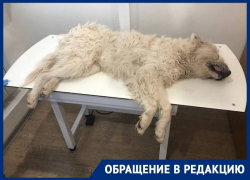 «Собаки умирали на глазах детей»: жители Михайловска уже 2 года страдают от живодера