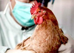 В Ставрополе обнаружили очаг высокопатогенного гриппа птиц