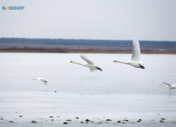 Новые случаи гибели почти 500 диких птиц выявили на Ставрополье из-за отравления пестицидами 