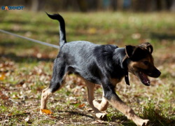 В ставропольских школах не появятся ультразвуковые отпугиватели для животных