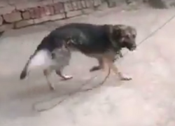 Собак жестоко расстреляли на территории ставропольского завода