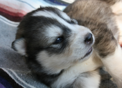В Пятигорске во дворе частного дома поймали маленького волчонка