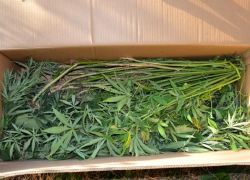 На Ставрополье мужчина вырастил 53 куста конопли 
