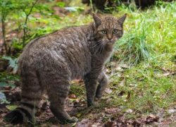 Под угрозой исчезновения на Ставрополье оказался кавказский лесной кот