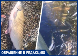 «Рыба ползет к берегу и ищет спасения»: озеро Барсуки усеяно погибшими обитателями 