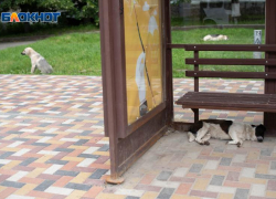 Мэр Иван Ульянченко получил нагоняй от прокуратуры из-за нападения бездомных собак на детей в Ставрополе