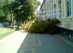 Старое дерево неожиданно рухнуло на тротуар в центре Ставрополя