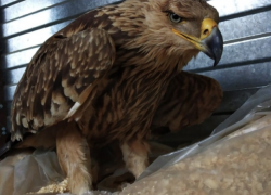 Браконьеры подстрелили орла из Красной книги в Будённовске