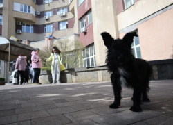 Губернатор Ставрополья предложил ввести штрафы за нарушение правил содержания и выгула домашних животных  в крае