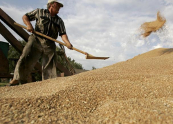 У аграрного Ставрополья отсутствует собственная переработка зерна