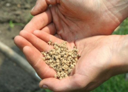 Соглашение на занятие семеноводством подписали Ставрополье и Орловская область