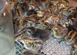 В Ставрополе при пожаре сгорели 200 перепелок