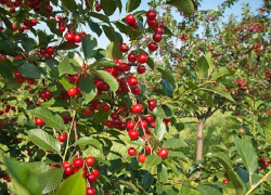 Урожайность вишни и других ягод увеличилась на 12 процентов в Ставропольском крае