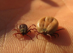 Клещи продолжают атаковать Ставропольцев