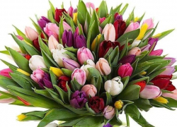 Цветочный салон «Pink Rose» предлагает широкий выбор тюльпанов к 8 марта