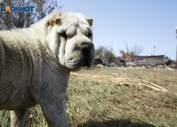 Еще одна администрация муниципалитета на Ставрополье попалась на бездействии с бродячими собаками