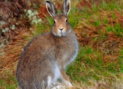 Охотиться на зайца-русака запретили в 45 охотничьих угодьях Ставрополья