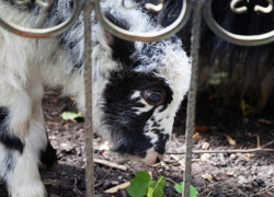 «Пополнение»: осенний бейби-бум празднуют в ставропольском зоопарке 