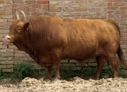 Новый тип калмыцкого скота выведен на Ставрополье 