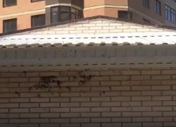 Рой пчел атаковал ЖК "Шоколад" в центре Ставрополя и попал на видео 