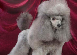  На Ставрополье розыском похищенного карликового пуделя занимались оперативники уголовного розыска