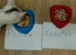 Ставропольский кот предсказал победу России в четвертьфинале ЧМ-2018